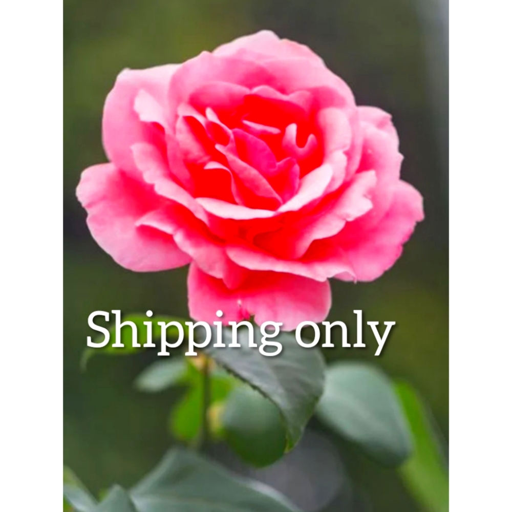 Shipping